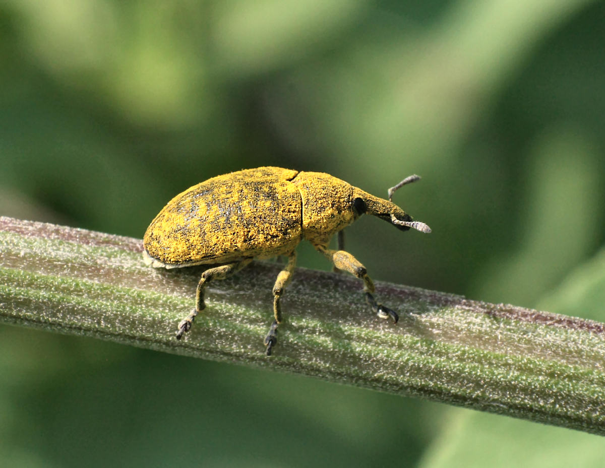 Lixus bardanae ?? no. Larinus sp.